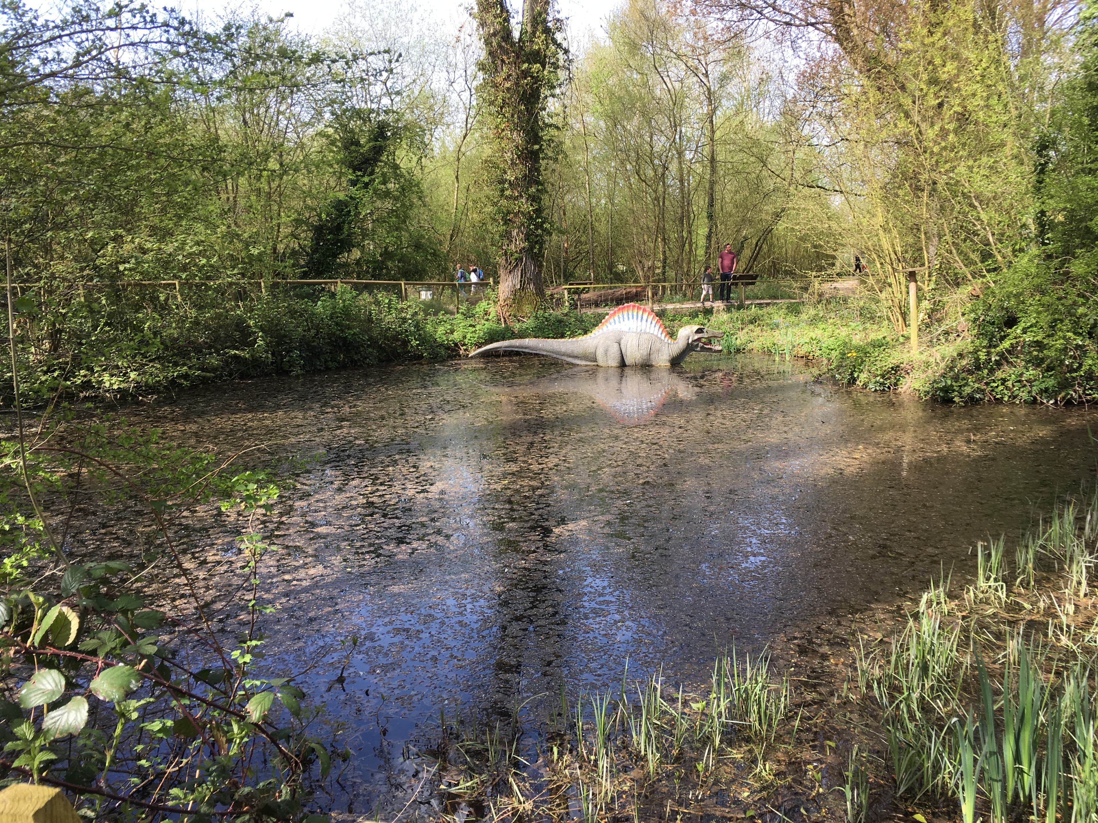 A life-sized spinosaurus model wading through a wooded pond on Birdland's Jurassic Journey trail