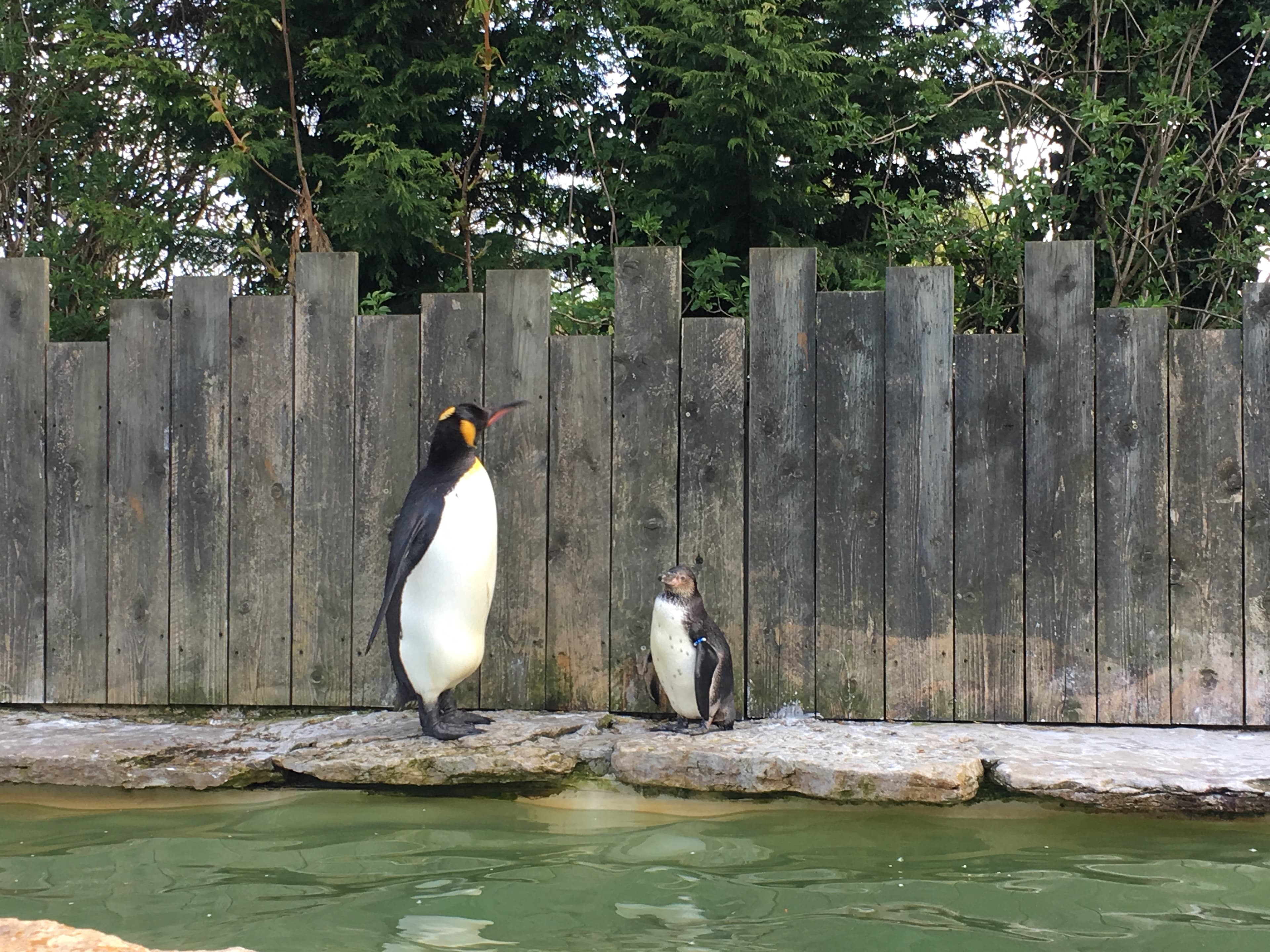 A view of Birdland Park & Gardens