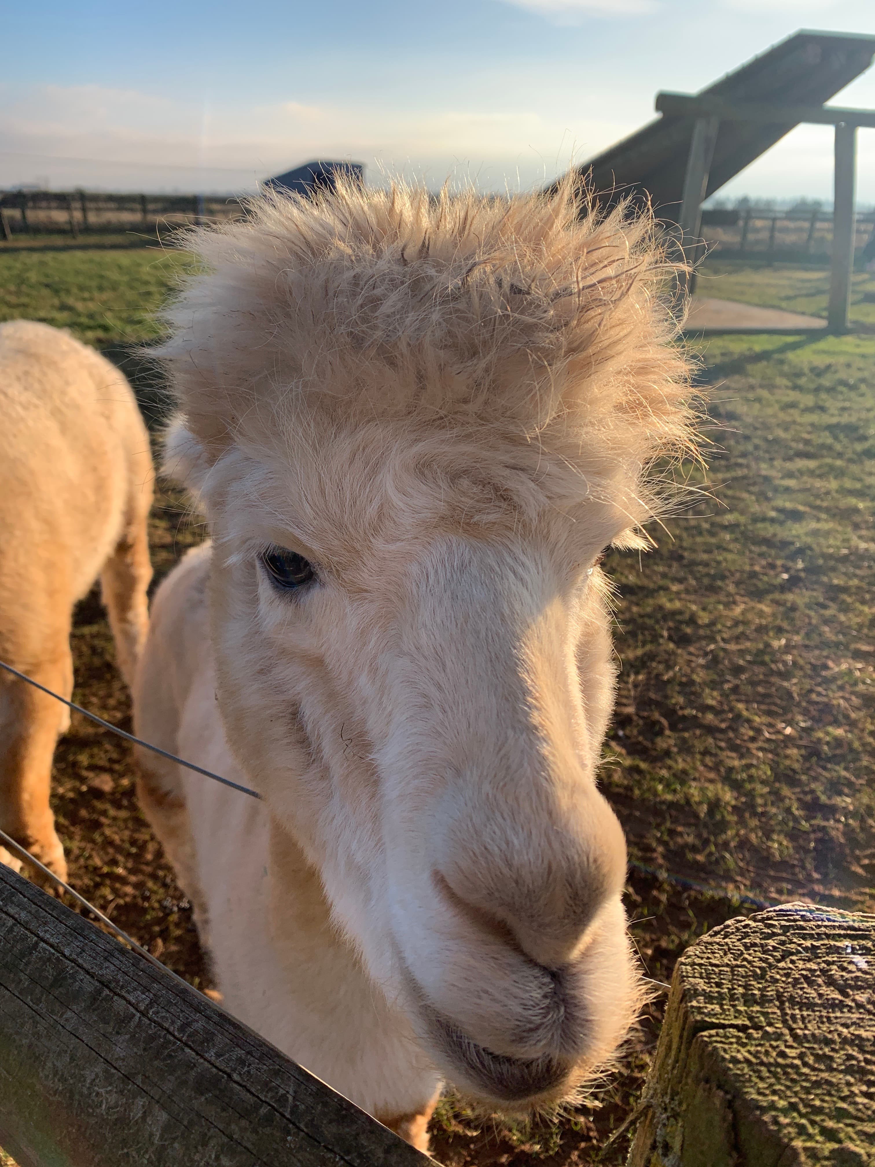 A young white-fleeced animal at Fairytale Farm, viewed close-up at a fence