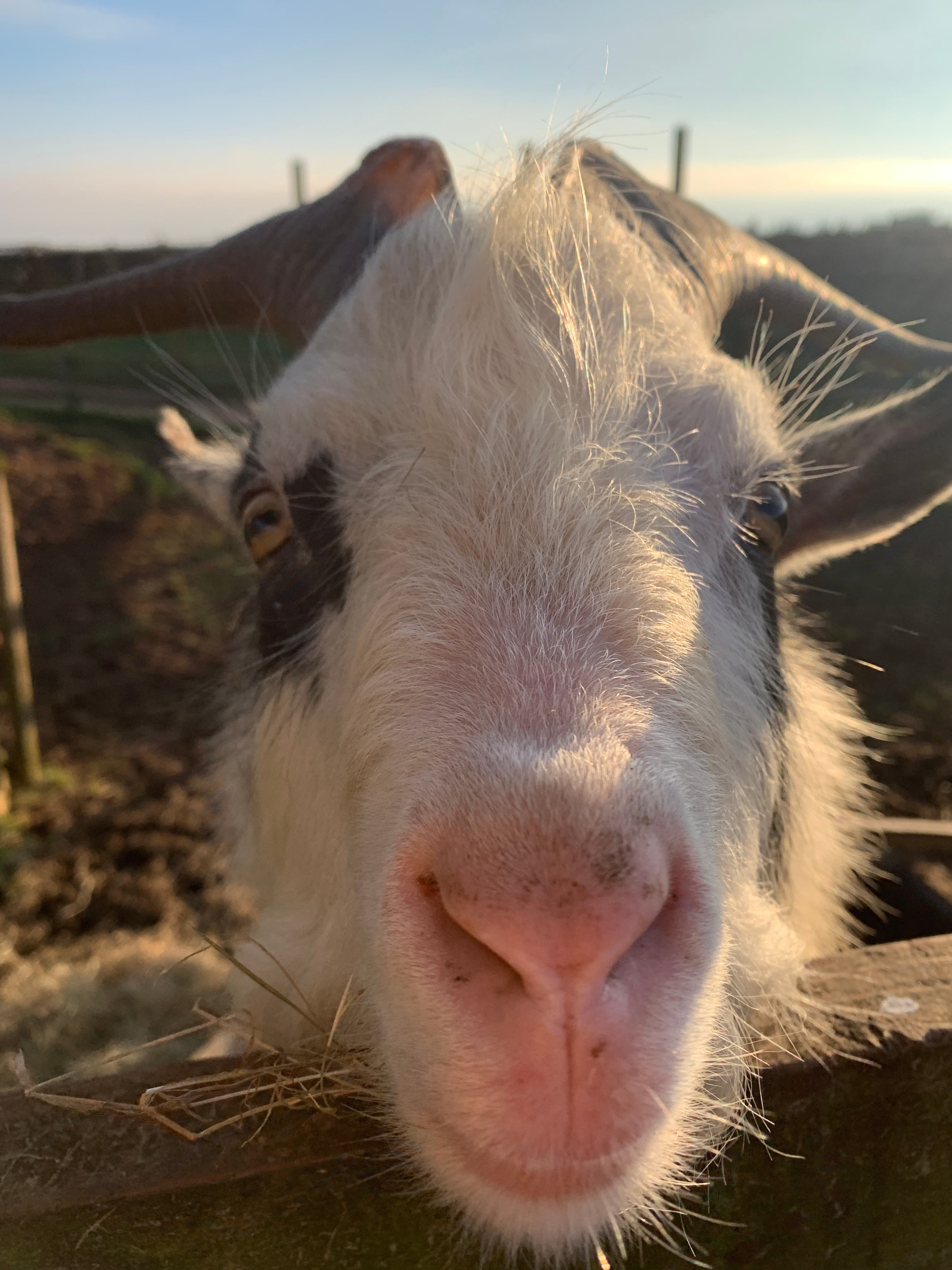 A whiskery black-and-white pig at Fairytale Farm, snout up to the camera through the rails