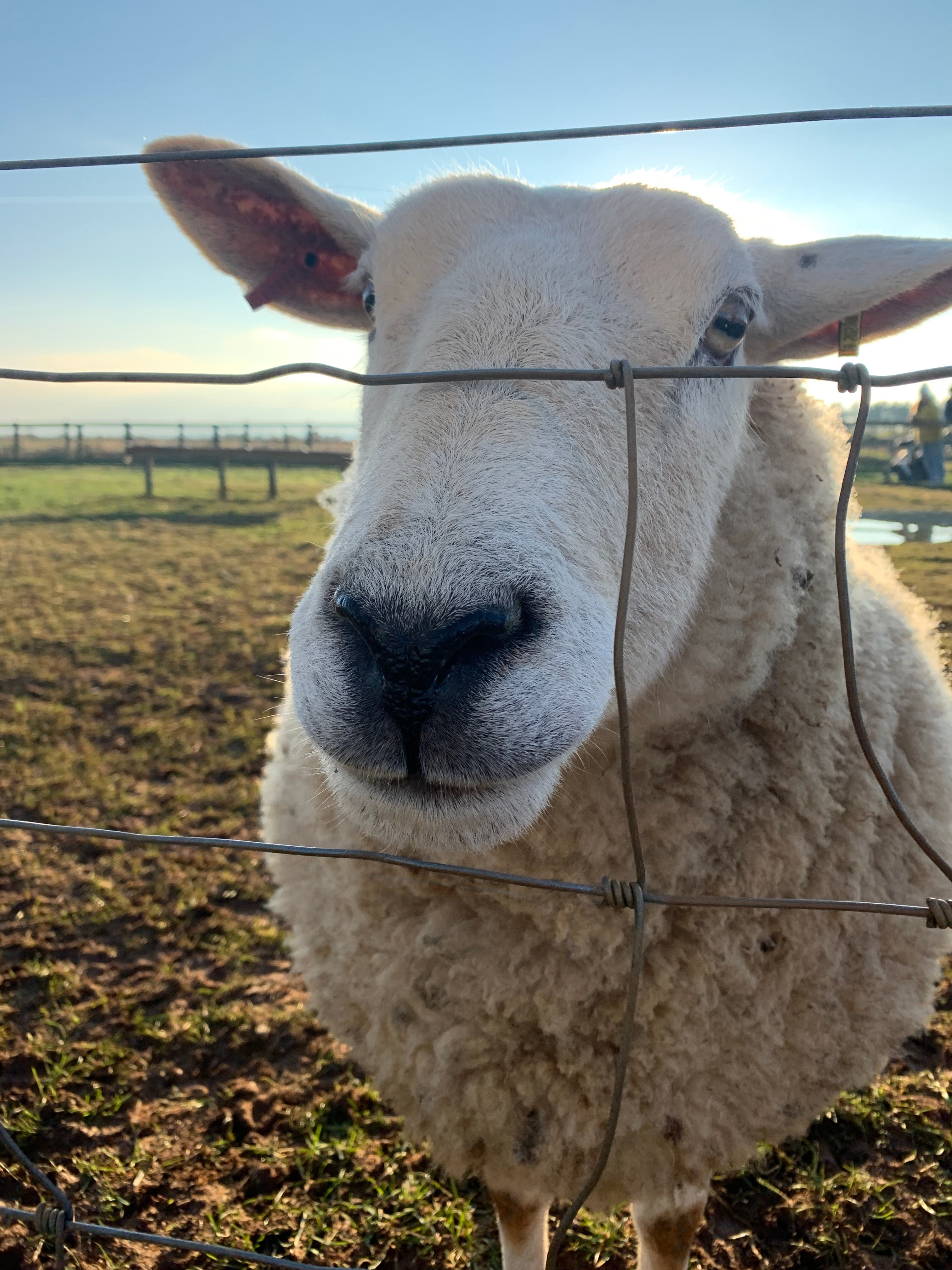 A long-fleeced sheep at Fairytale Farm, peering inquisitively over the wire fence