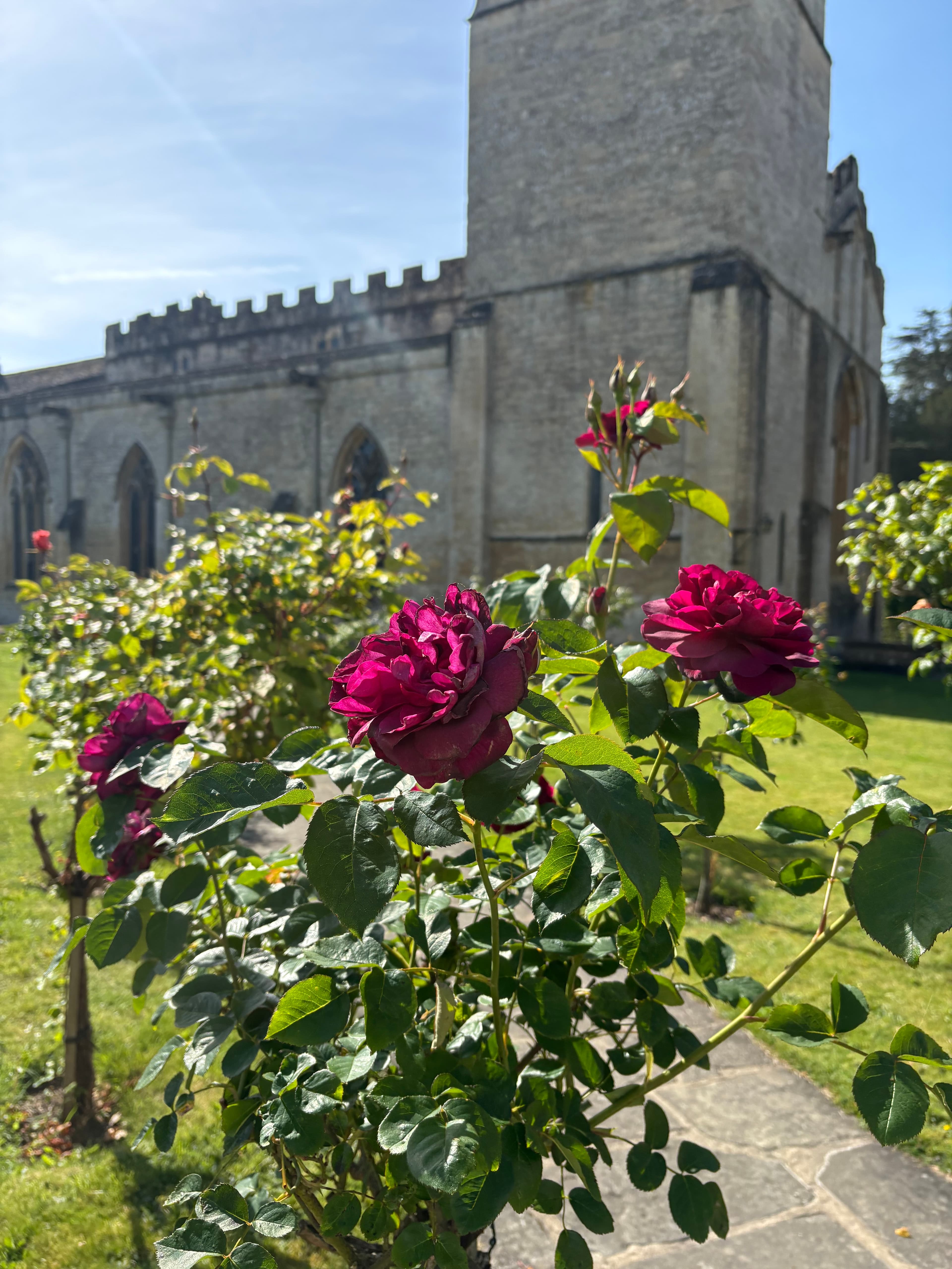 Red roses in the churchyard with the church beyond