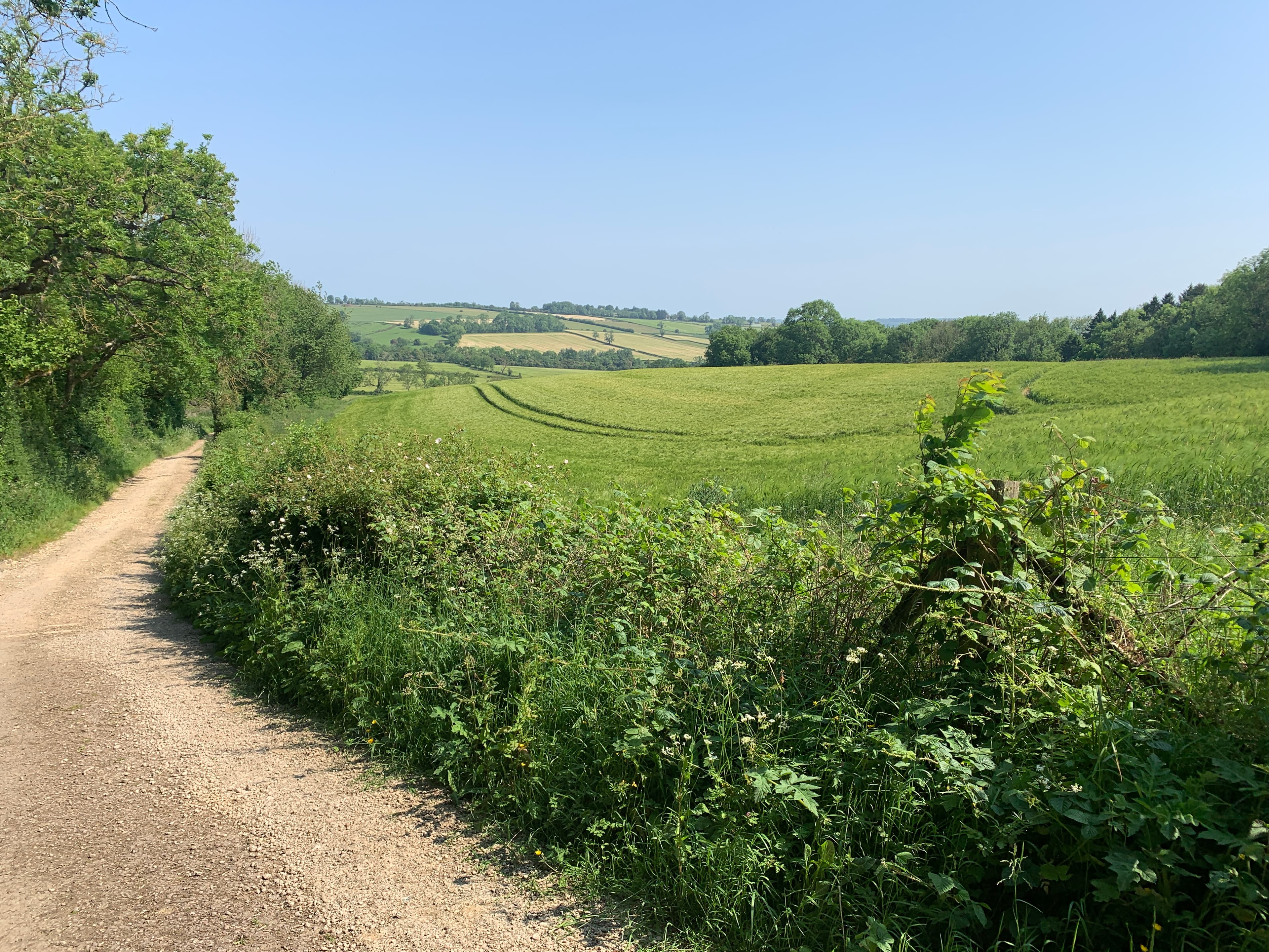 A Cotswold lane curving up into rolling green hills