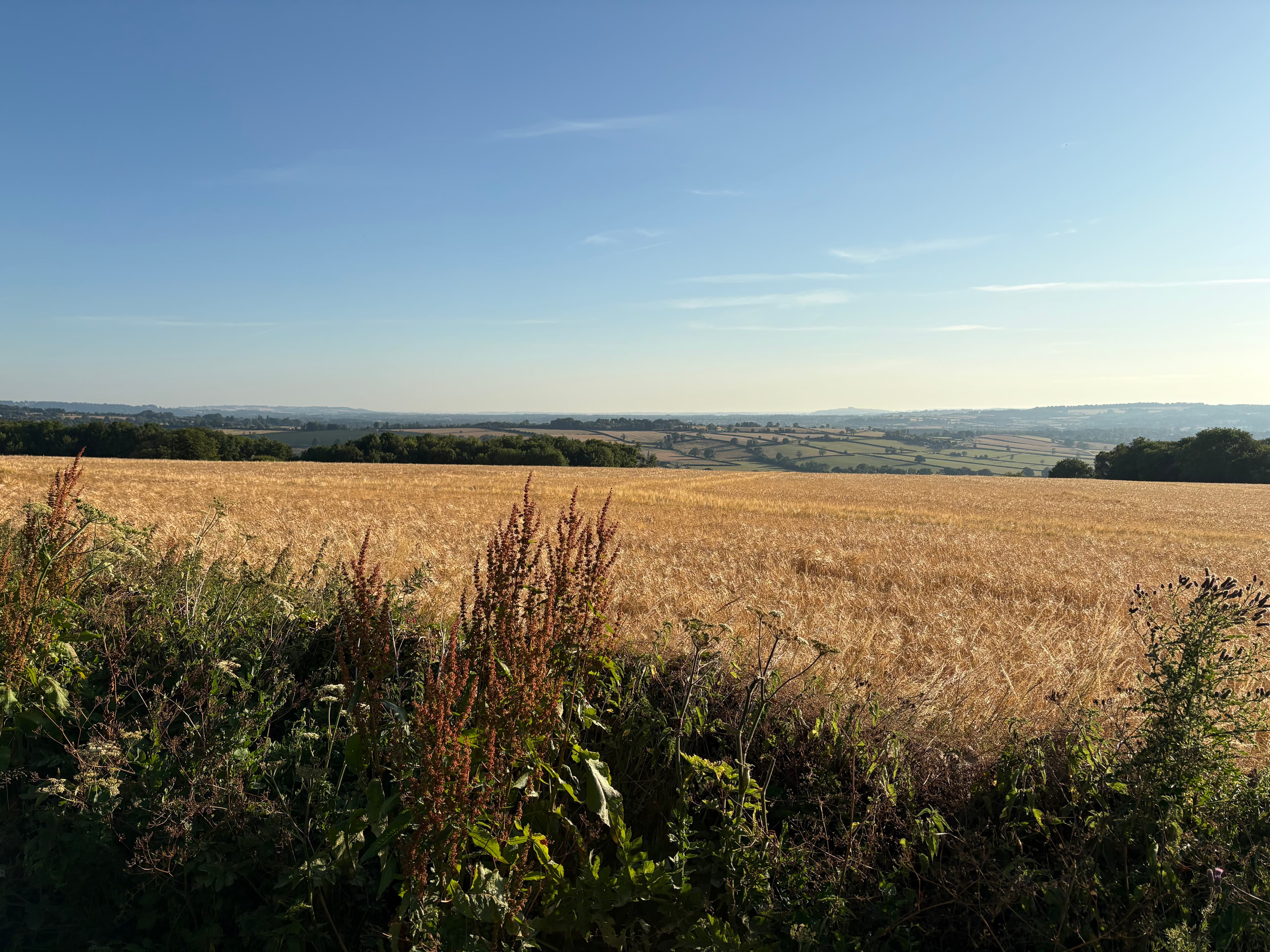Sunlit Cotswold rolling hills and a golden field, blue sky overhead