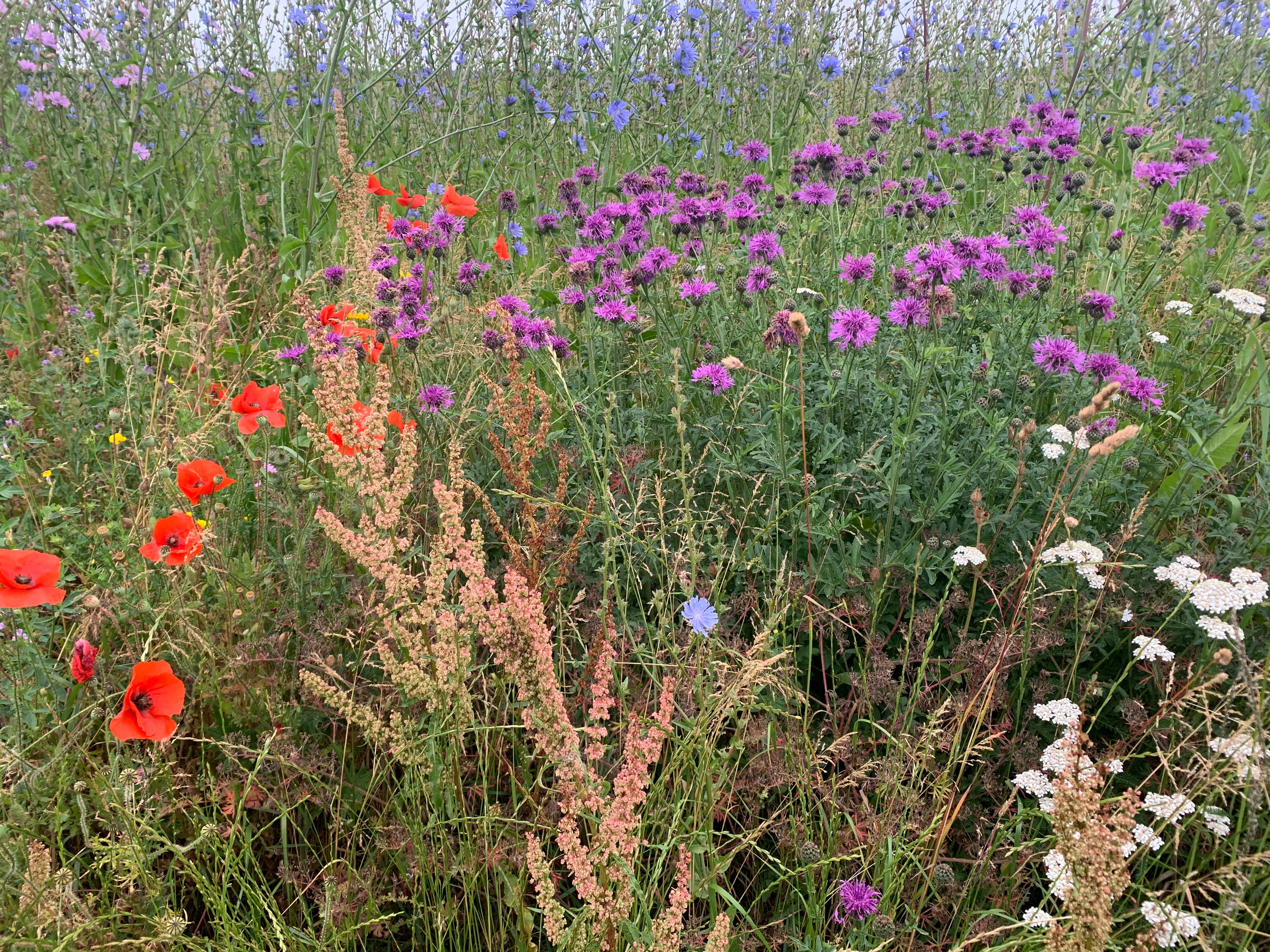 A view of Cotswold Lavender Season 2026