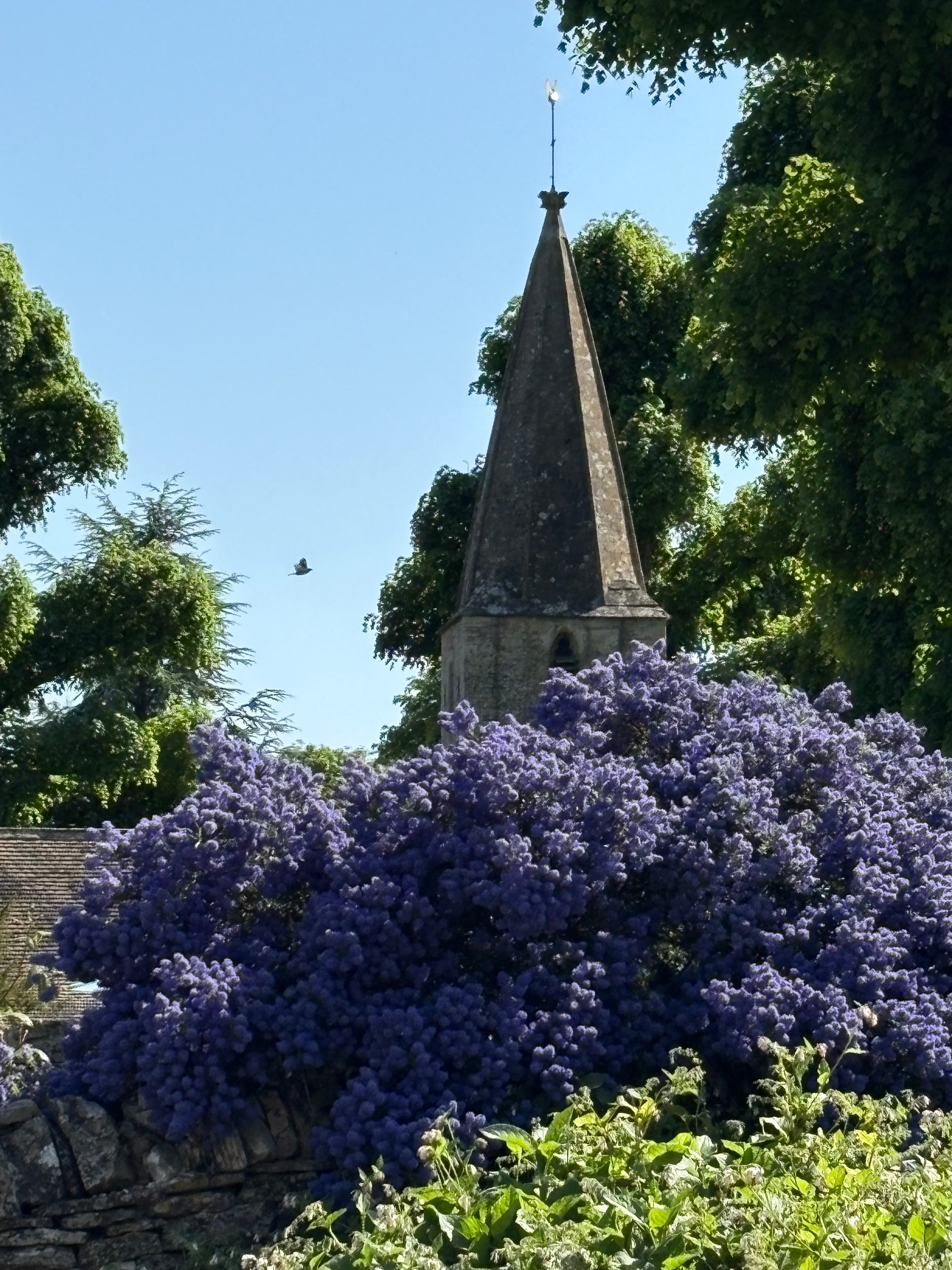 The spire of St Bartholomew's, Notgrove, framed by ceanothus in full purple bloom