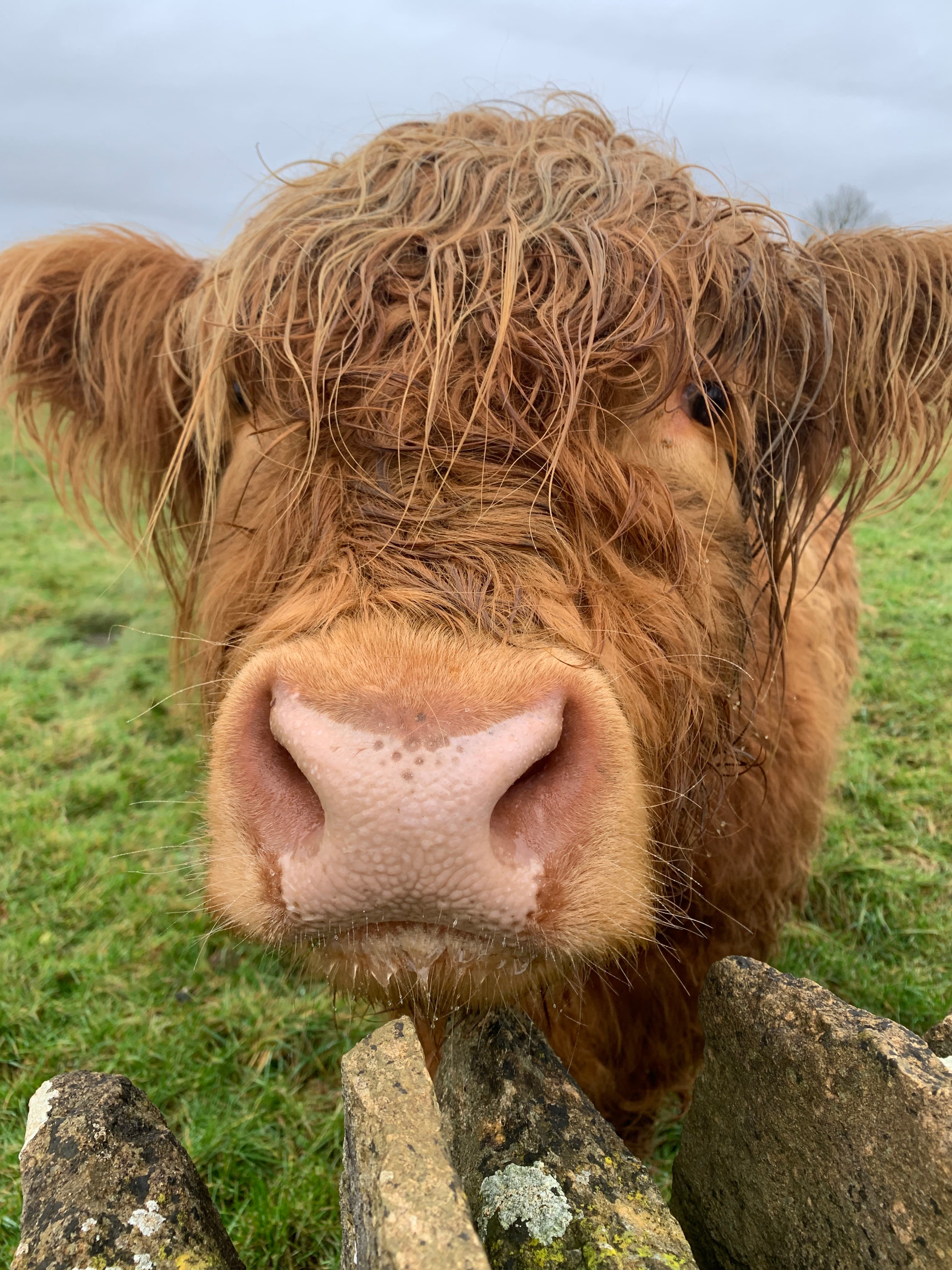 A close-up of a Highland cow at Notgrove — long russet fringe, pale muzzle and a drystone wall behind