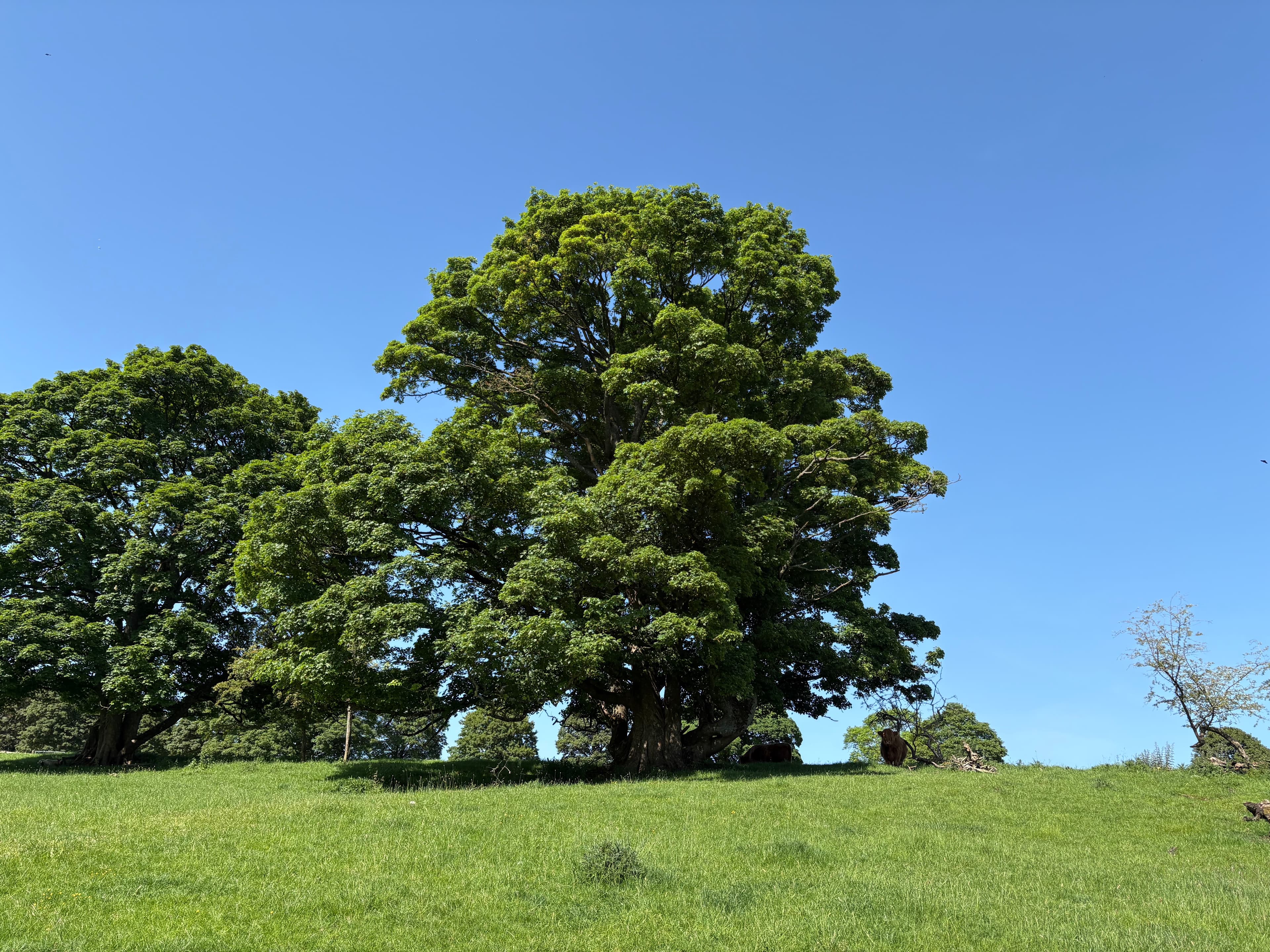 A great mature lime tree standing alone in a Notgrove pasture under a clear blue sky