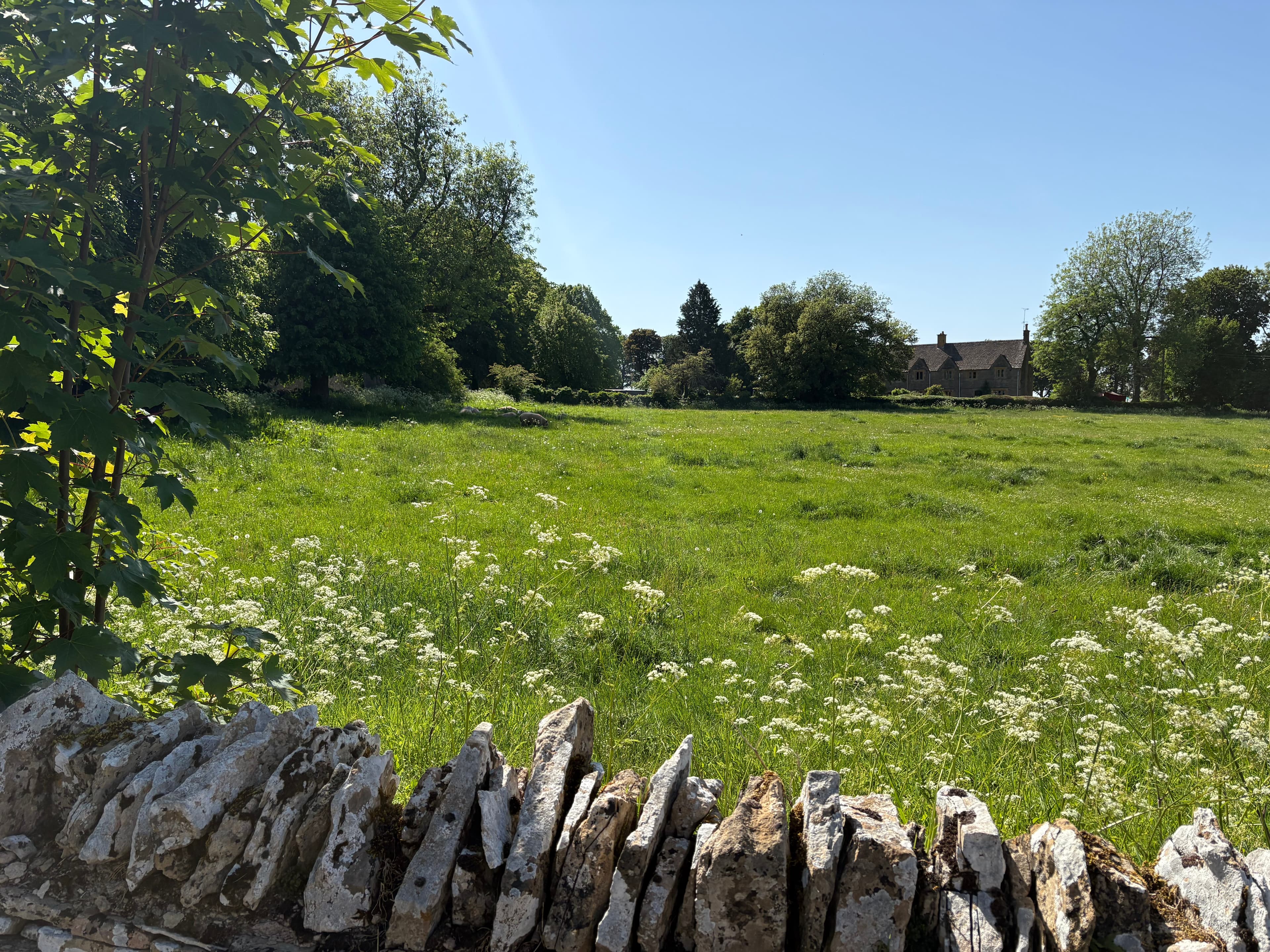 A wildflower meadow at Notgrove — cow parsley above a drystone wall, with the village cottages beyond