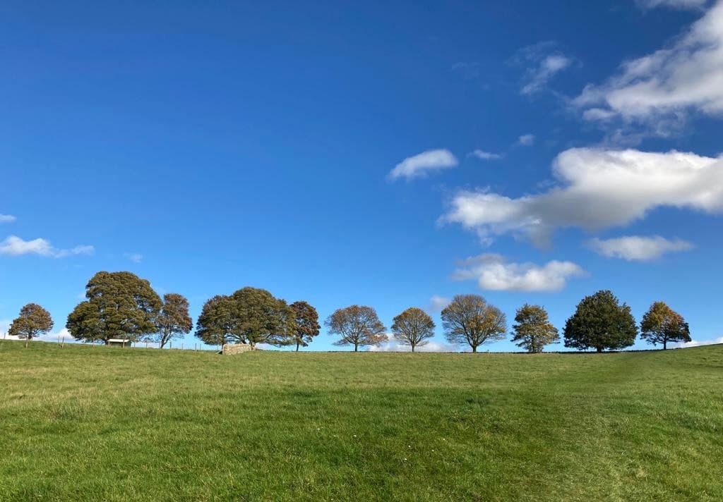 A horizon line of mature trees along a drystone wall above Notgrove, with a wide green field and big autumn sky