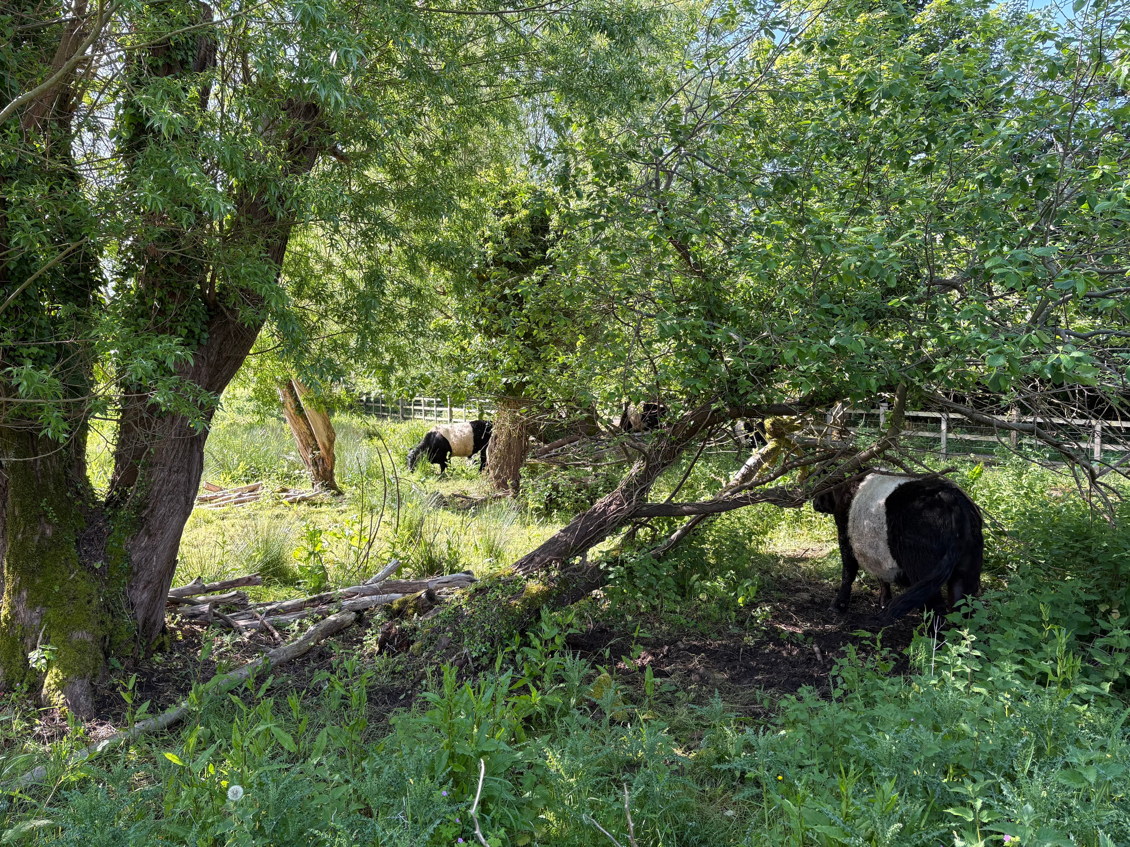 Belted Galloway cattle grazing under willow trees on Rack Isle, Bibury