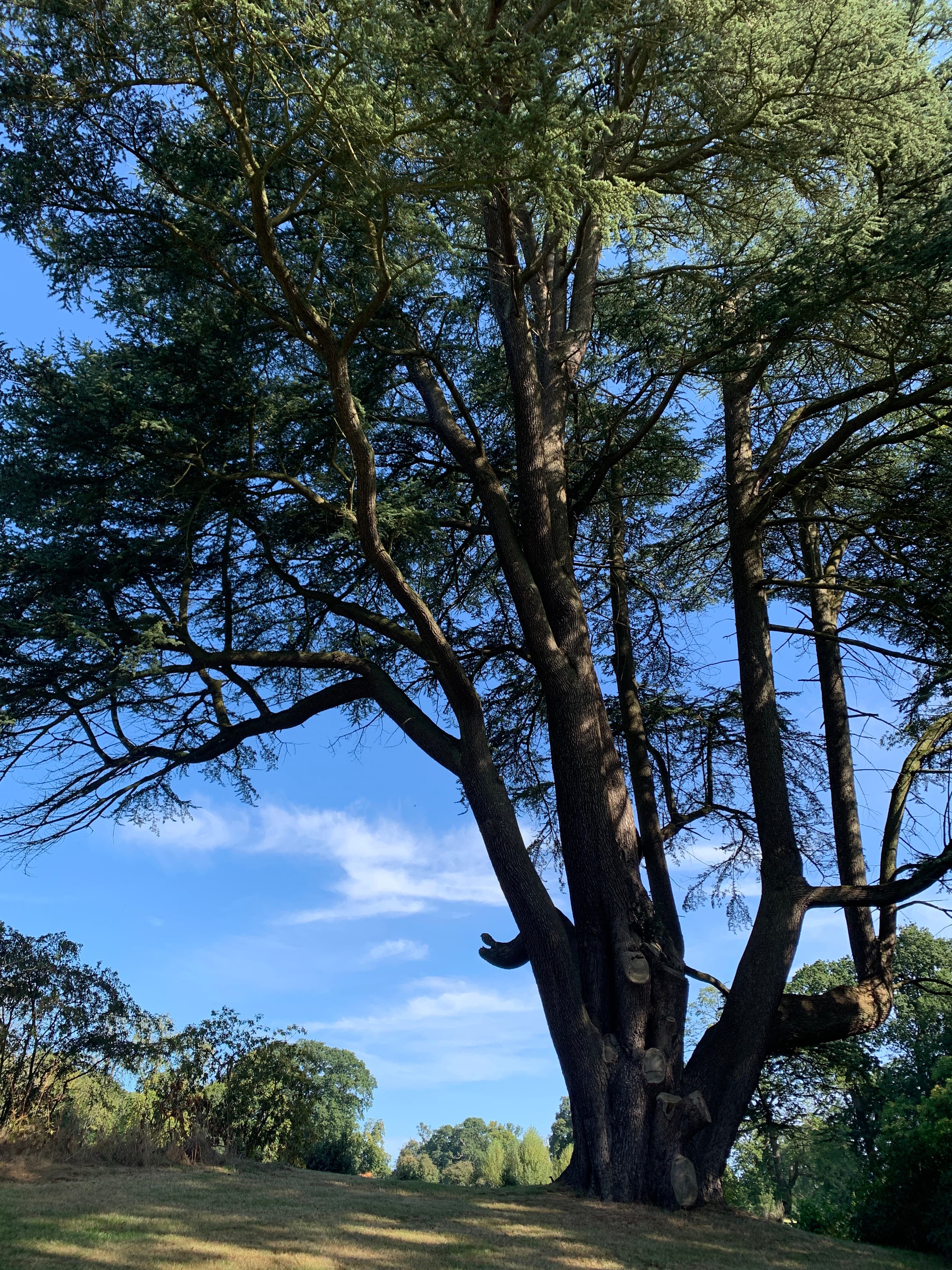 A mature cedar of Lebanon at Sezincote, branches arching across blue summer sky
