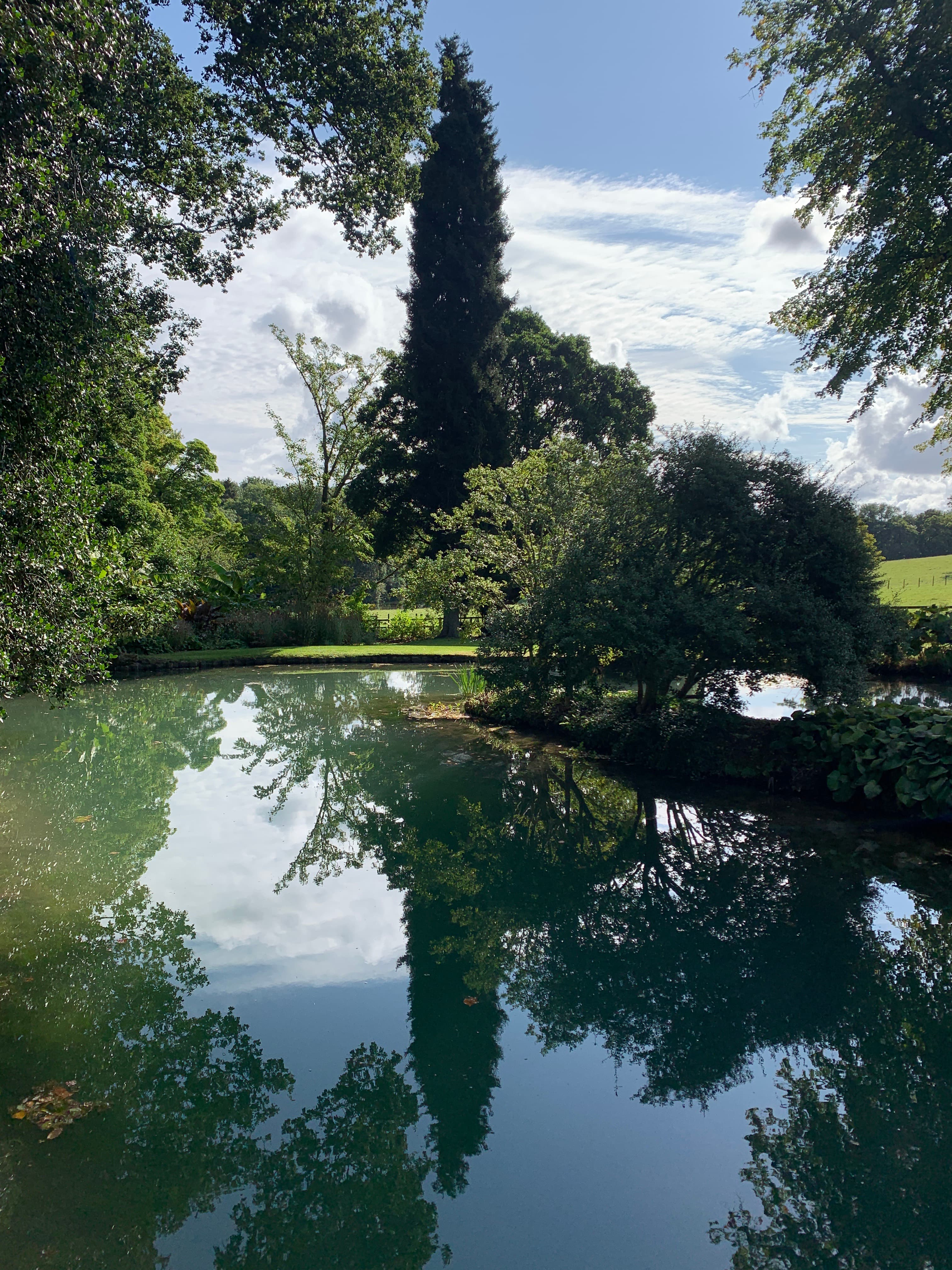 Sezincote's wooded garden — looking up through the canopy on a bright summer day