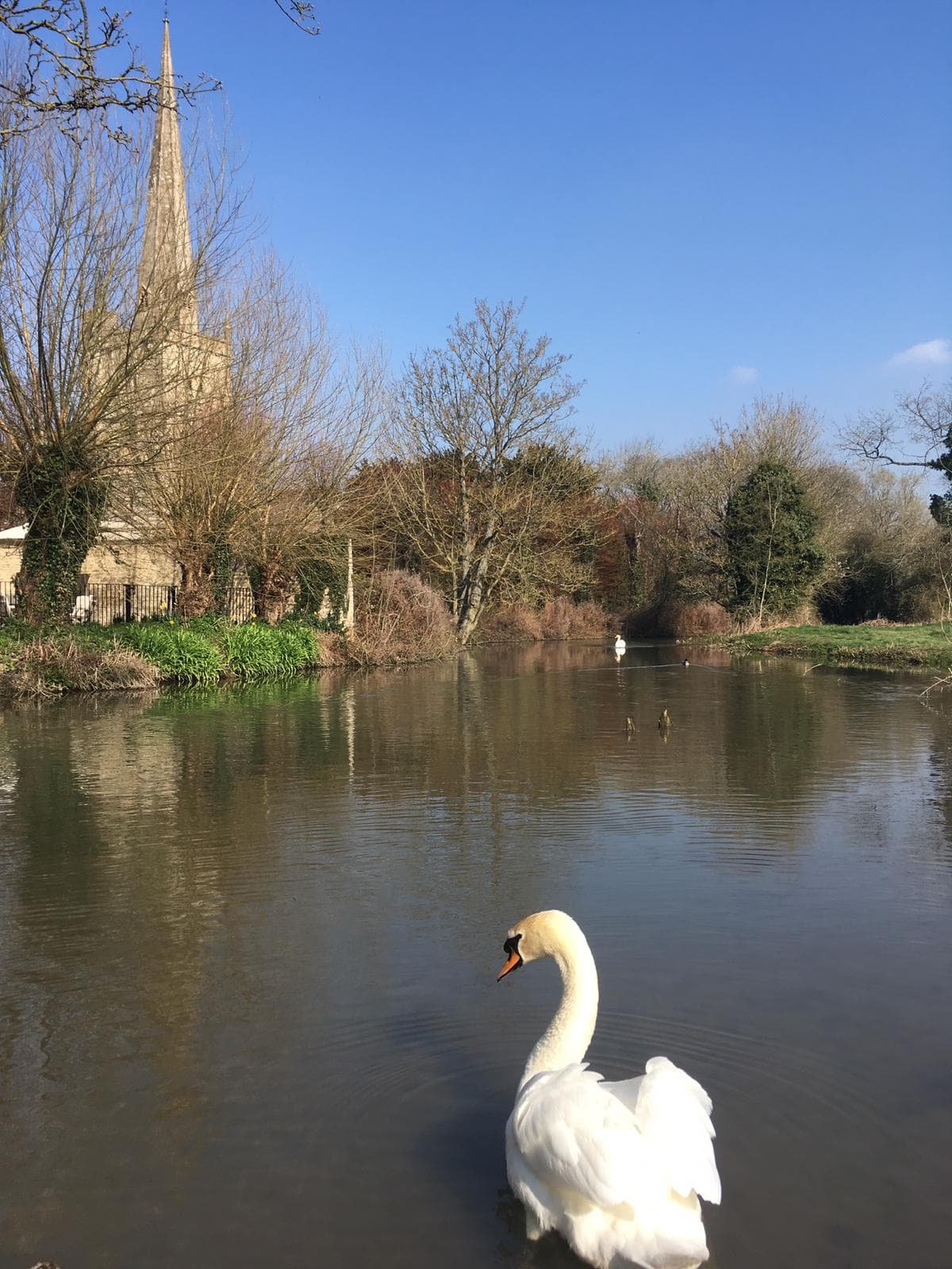 A swan on a Painswick pond, with a parish-church spire across the water on a clear winter day